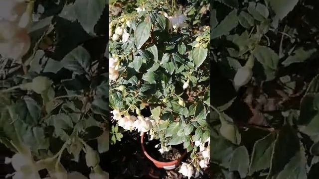 Fuchsie Annabel, фуксия Анабель в цвету, Fuchsie, фуксия