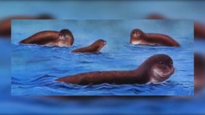 Красная книга    исчезающие животные