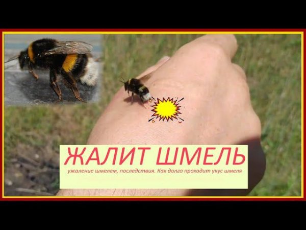 Шок, жалит шмель! Немного о шмелях