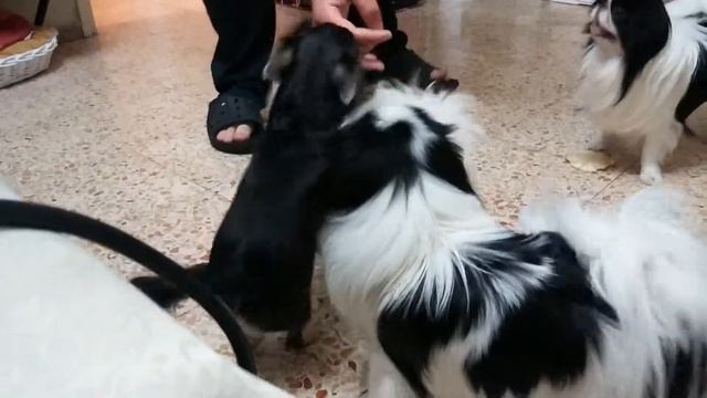 Буся: собака-кусака, собака-играка, и просто очень сладкая собака))) смотреть онлайн