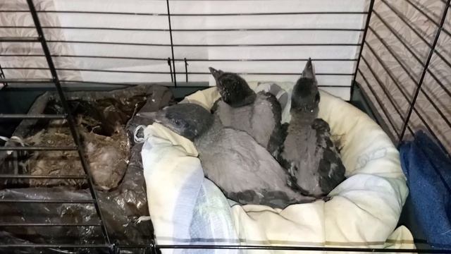 Сабина. Маленькие воронята смотреть онлайн