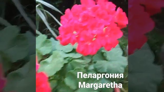Пеларгония Маргарита(Margareta) смотреть онлайн