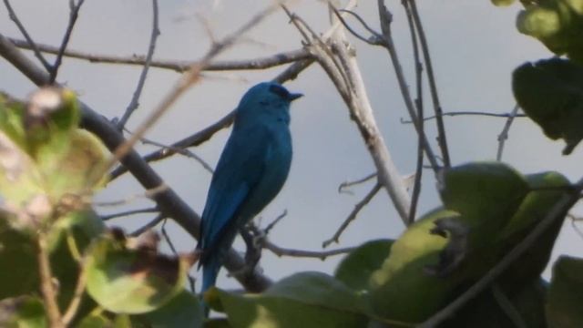 Bird shooting with nikon p1000 смотреть онлайн