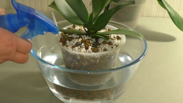 Как правильно сделать первый полив Орхидеи после пересадки в керамзит ??? смотреть онлайн