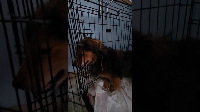 У Живчика кружится голова сильно, но ночь прошла 50/50. Спал, просыпался, скулил, засыпал... смотреть онлайн