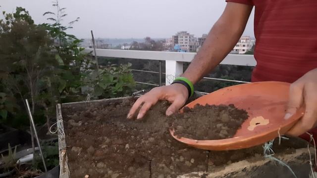 How to make a Bonsai tree at home - Cotton tree Bonsai смотреть онлайн