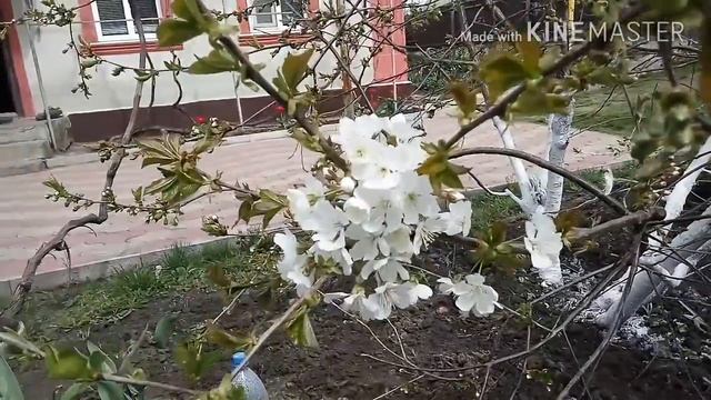 Прошёл год после прививки черешни на вишню. смотреть онлайн