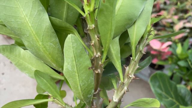 Common Problems With Crown of Thorns - Crown Of Thorns Plant Care - (Euphorbia Milii) смотреть онлайн