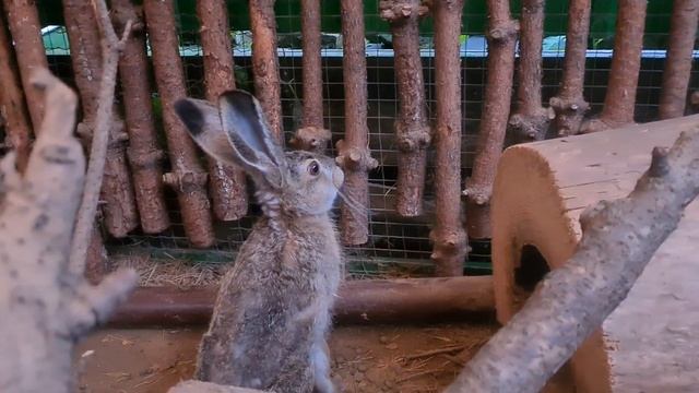 Как поживает Гуффи в заячьей общаге? смотреть онлайн