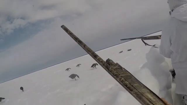 Охота на гуся. 4 гуся с одного налета. смотреть онлайн