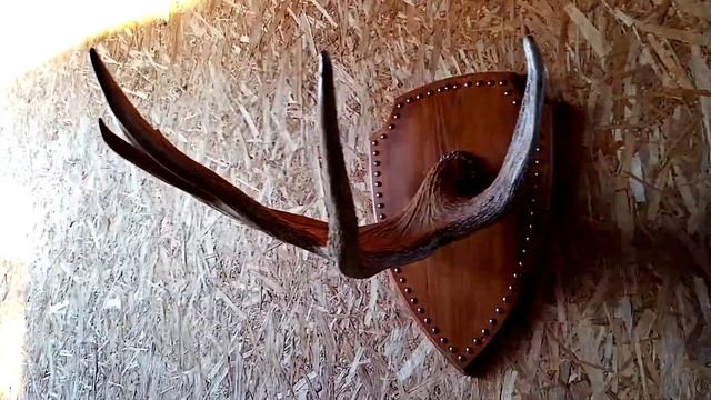 Рог лося на щите, своими руками! смотреть онлайн