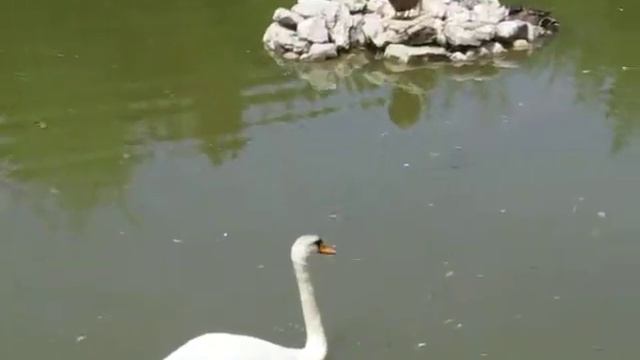 Лебедь плывет