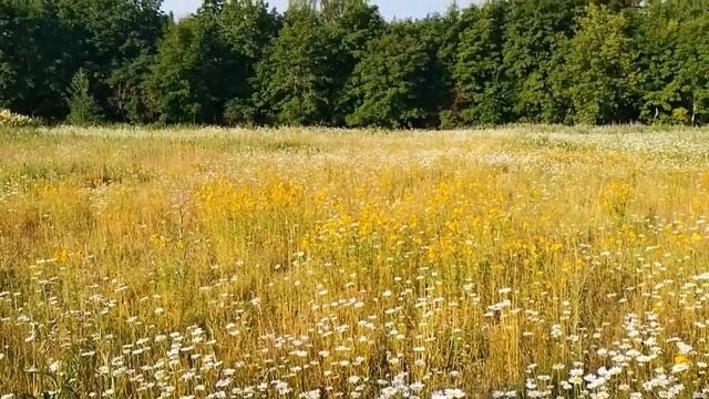 Прогулка по Солнечному (СПб): лес, поле, ромашки, жасмин, ржавые футбольные ворота... смотреть онлайн
