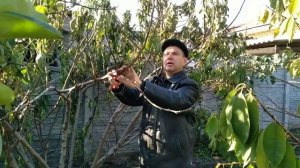 Обрезка инжира на урожай.Виды обрезки