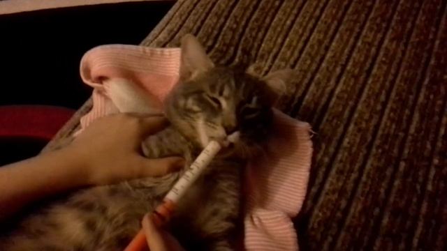 Котёнок пьёт молоко