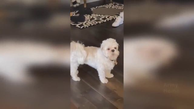 Смешные ПРИКОЛЫ 2022 № 23 смотреть онлайн