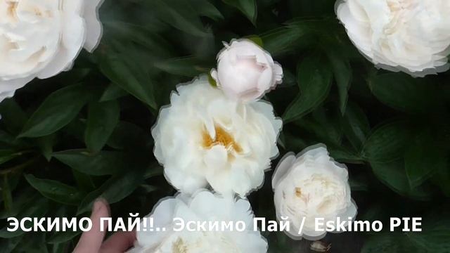 Наши пионы! Цветы для души....) смотреть онлайн