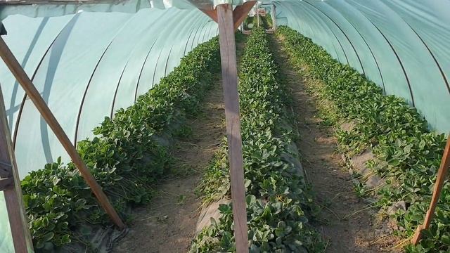 Клубничное хозяйство белореченского мега клубничника смотреть онлайн