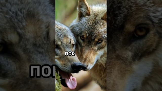 Знакомо? 🐺 #ауф #shots #wolf смотреть онлайн