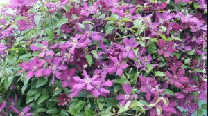 ❀ Лучшие сорта обильно цветущих крупноцветковых клематисов