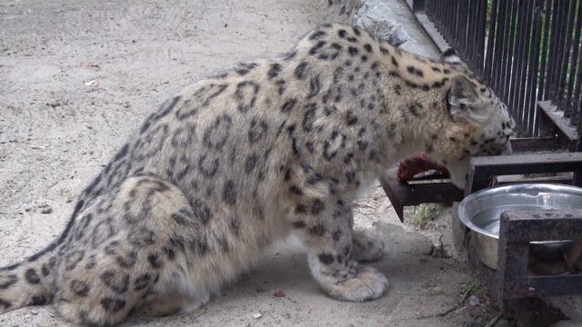 Красавчик снежный барс Стоян 21 05 2021 смотреть онлайн