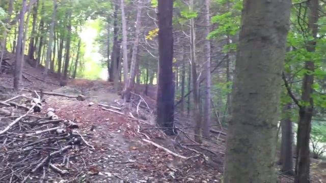 Косули и белки (много белок!) смотреть онлайн