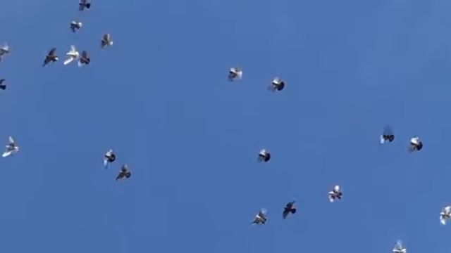 детеныши голубей | выставка голубей смотреть онлайн