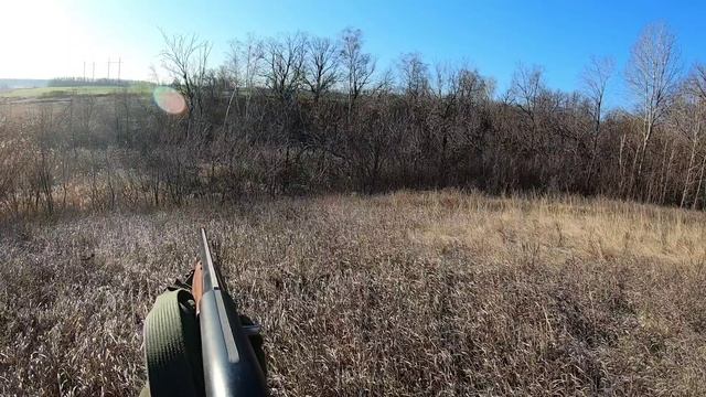 Охота . Косуля. Сиди тихо. Самарская область.mp4 смотреть онлайн