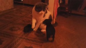 Кот учит собаку драться