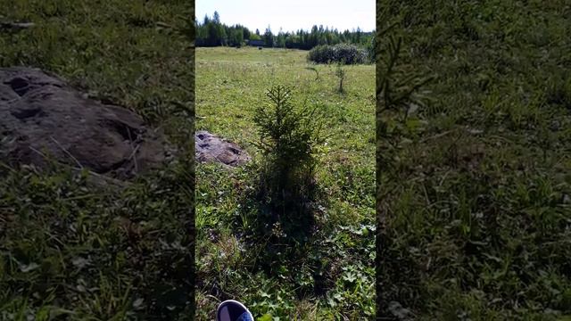 Красоты Урала:полянка на голом камне... смотреть онлайн