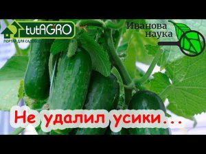НЕ УДАЛИЛ УСИКИ у ОГУРЦА и ВОТ ЧТО ПОЛУЧИЛОСЬ!