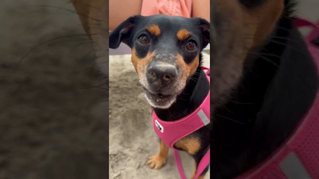 Mmh #dogs #dog #jackrussell #hunde #terriermix #puppy #love #liebe #funny #pinscher смотреть онлайн