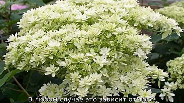 Гортензия древовидная Хайес Старберст — описание сорта смотреть онлайн