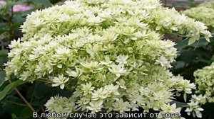 Гортензия древовидная Хайес Старберст — описание сорта