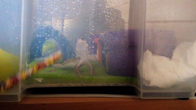 Эублефар охотится за карандашом)