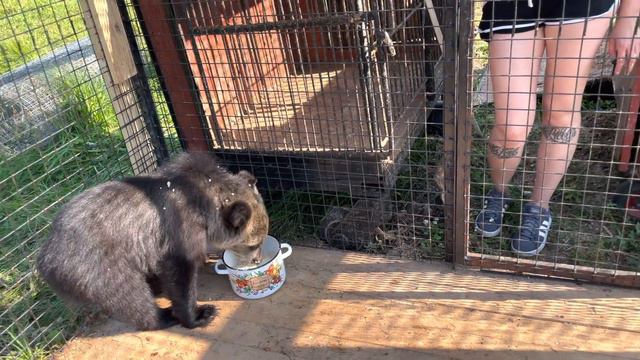 Мишки малышки. Пойдём, я тебе место покажу там еды вооот столько. смотреть онлайн