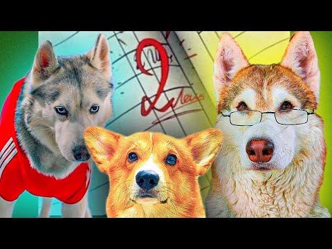 ЕСЛИ БЫ ПЁСИКИ ХОДИЛИ в ШКОЛУ! 1 СЕНТЯБРЯ!! (Корги Коржик) Говорящая собака смотреть онлайн
