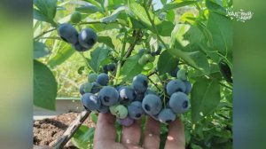 ПОДГОТОВКА ГОЛУБИКИ ПАТРИОТ К ЗИМЕ - ЯГОДЫ БУДУТ  С МОНЕТУ В 2 РУБЛЯ!