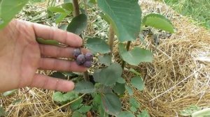 Ирга канадская сорт Smokey - первый урожай