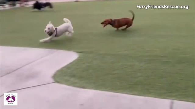 Adopt MURPHY | Coton De Tulear / Poodle Mix | FurryFriendsRescue.org