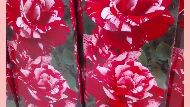 РОЗЫ - НЕОБЫКНОВЕННЫЕ КРАСАВИЦЫ ИЗ МАГАЗИНА АШАН!!! смотреть онлайн