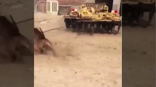 #PITBULL #DOG #BULLY #PITBULL FIGHT #pitbull lover #dog lover ❤️😍😍😍 смотреть онлайн