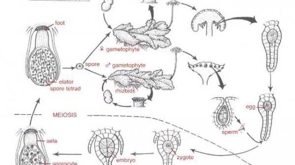 Marchantia Life Cycle
