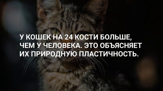 Малоизвестные факты о кошках, которые ты мог пропустить! Открываем тайны🪬 смотреть онлайн