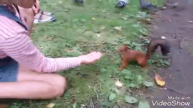 РУЧНЫЕ БЕЛКИ В СОСНОВОМ БОРУ ! ПРОКОПЬЕВСК ! смотреть онлайн