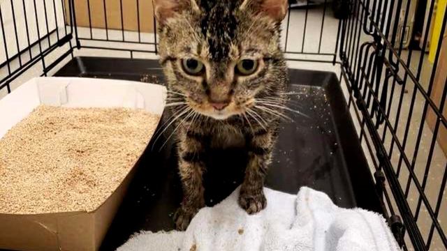 Из дыры в ведре на женщину смотрели зеленые глаза, подойдя ближе, женщина ахнула смотреть онлайн