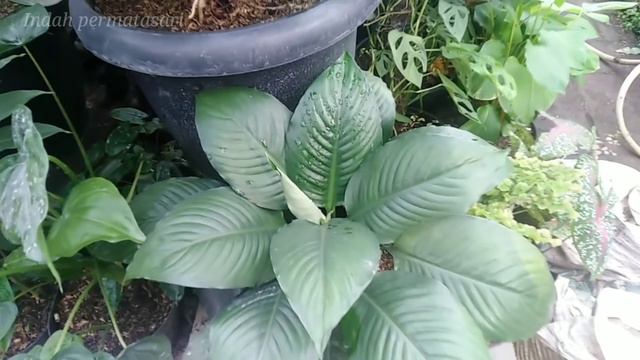 HARGA ANTHURIUM GEMINI FLORA BANYAK SEKALI JENIS TANAMAN HIAS YG LAGI VIRAL BGTT смотреть онлайн