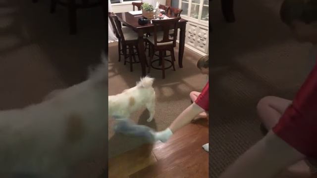 Cat attacks boys...THEN... dog attacks cat смотреть онлайн