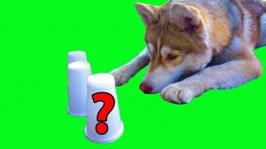 ТРИ СТАКАНА ЧЕЛЛЕНДЖ (Хаски Бублик) Говорящая собака Mister Booble