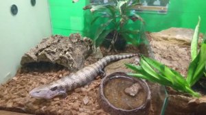 Гигантский синеязычный сцинк.